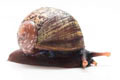 Acavus phoenix castaneus Deniyaya, Sri Lanka